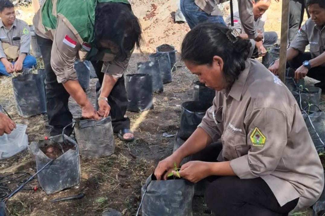 Dinas Pertanian Samosir Gelar Pelatihan Fertigasi untuk PPL