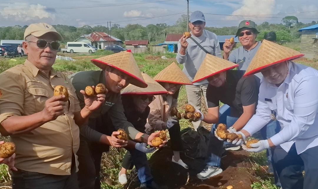 Plt. Sesditjen Lahan dan Irigasi Pertanian Kementerian Pertanian RI Dampingi Panen Kentang di KPT Tele