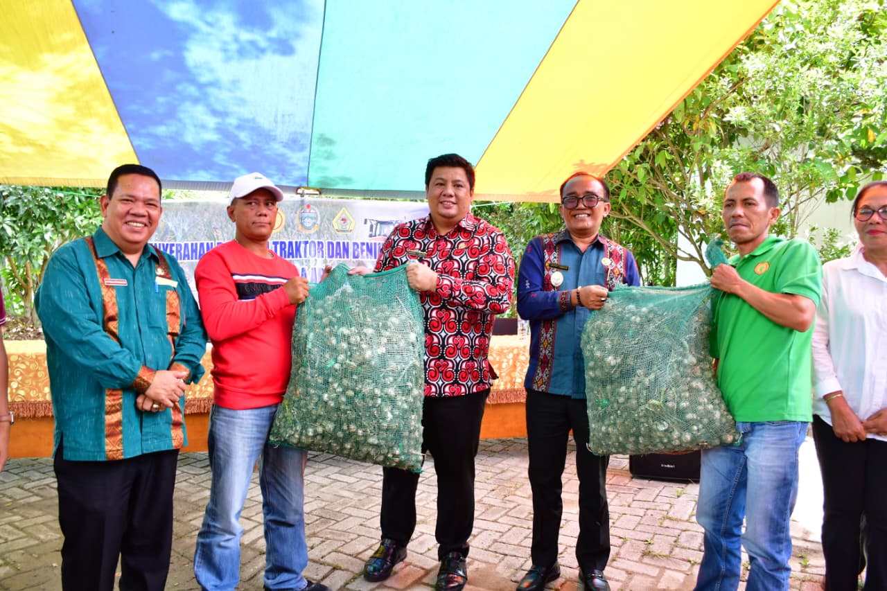 Samosir Bersiap Jadi Sentra Bawang Putih Sumut: Terima Bantuan 16 Ton Bibit dan 10 Traktor dari Presiden Prabowo