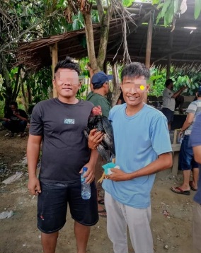 Arena “Sabung Ayam” Joko Bebas  Beroperasu Di Aji Baho Kecamatan Biru Biru 