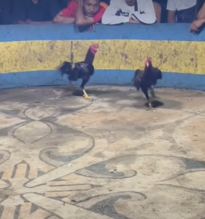 Sabtu 18 April Jadi Penentu: Mampukah Hukum Negara Menundukkan Sindikat Judi di Marelan?