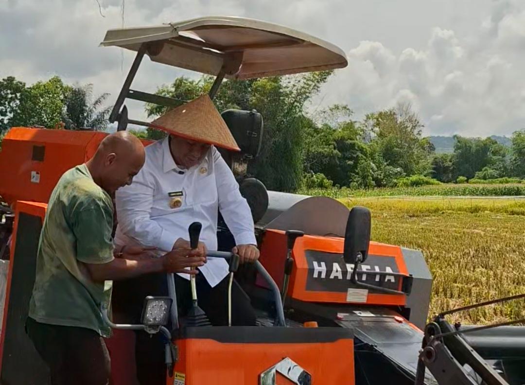 Panen Kilat, Biaya Irit! Bupati Vandiko Gas Combine Harvester Bareng Petani, di Nainggolan