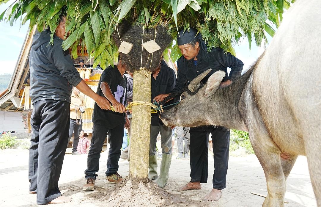 Horja Bius Mangalat Horbo di Pusuk Buhit, Jadi Magnet Wisata Horas Samosir Fiesta 2026