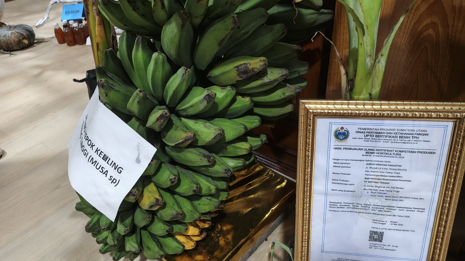 Ada Pisang Kepok Jumbo Kualitas Ekspor di Paviliun Tebingtinggi